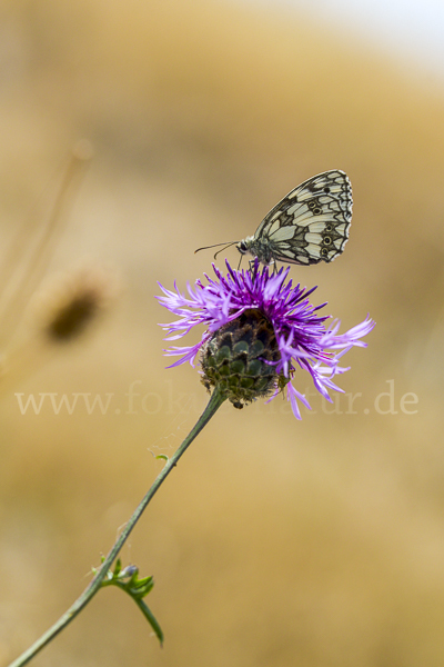 Schachbrett (Melanargia galathea)