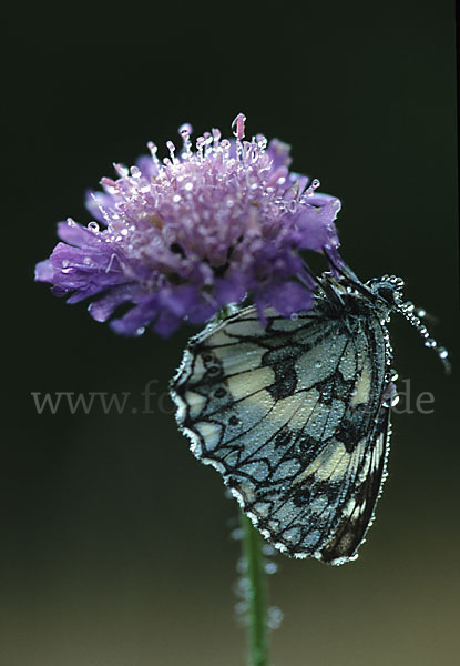 Schachbrett (Melanargia galathea)