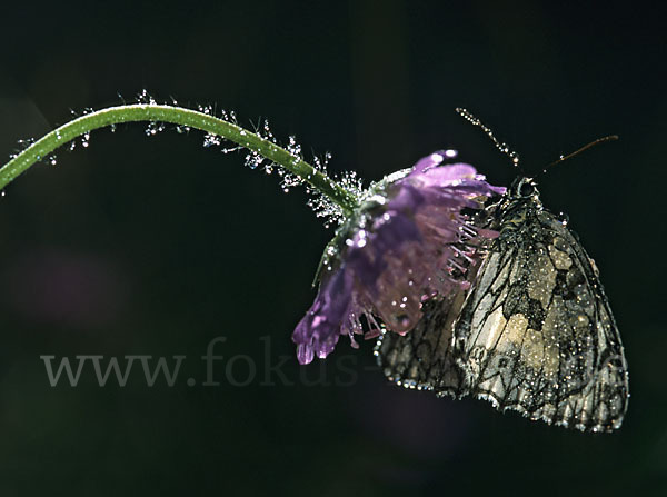 Schachbrett (Melanargia galathea)