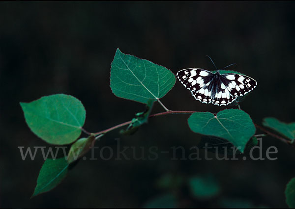 Schachbrett (Melanargia galathea)