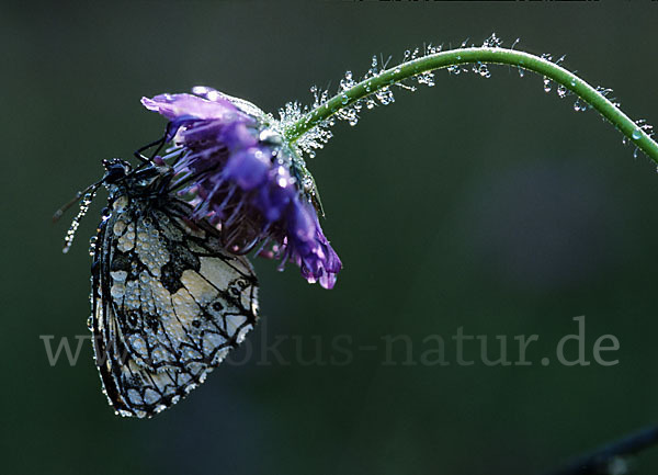 Schachbrett (Melanargia galathea)