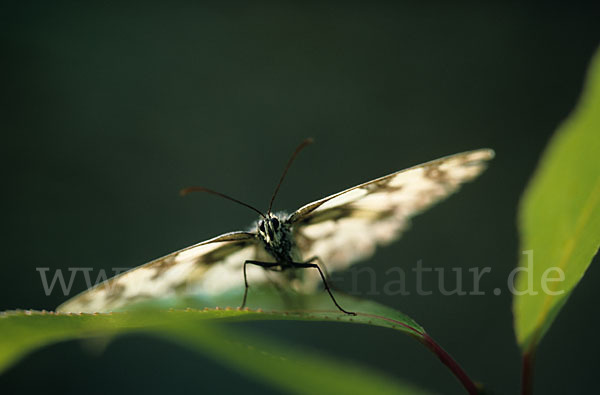 Schachbrett (Melanargia galathea)