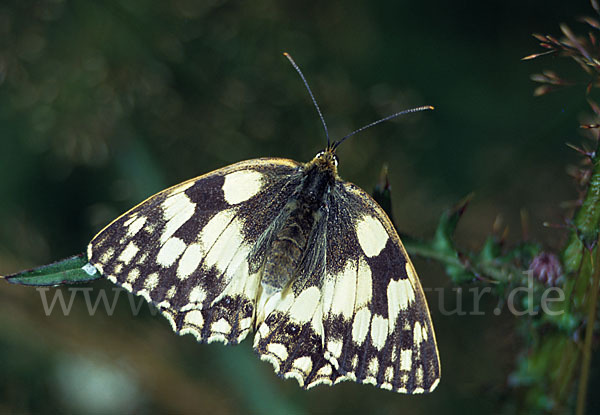 Schachbrett (Melanargia galathea)