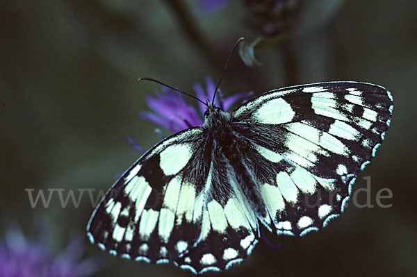 Schachbrett (Melanargia galathea)