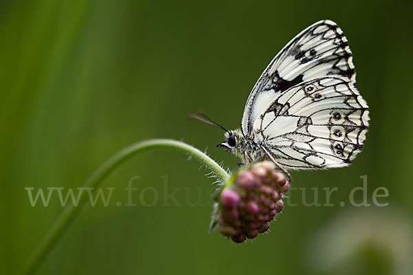 Schachbrett (Melanargia galathea)