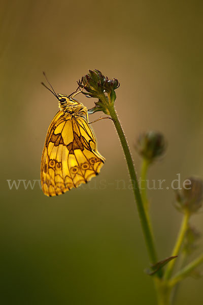 Schachbrett (Melanargia galathea)