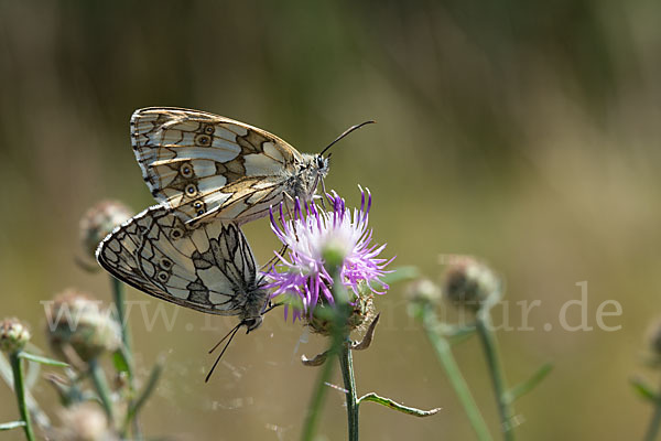 Schachbrett (Melanargia galathea)