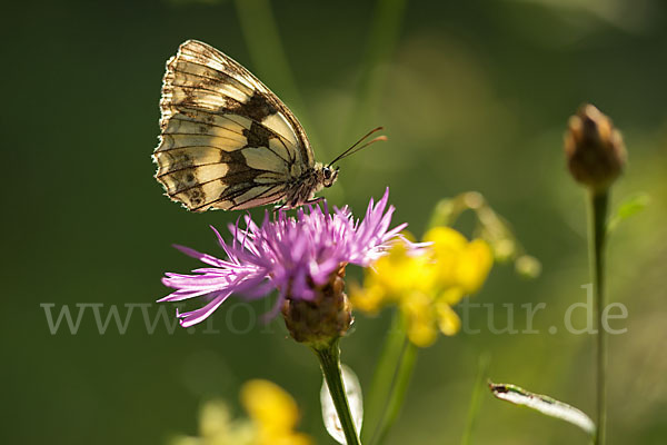 Schachbrett (Melanargia galathea)