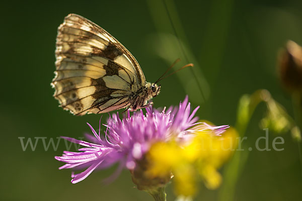 Schachbrett (Melanargia galathea)