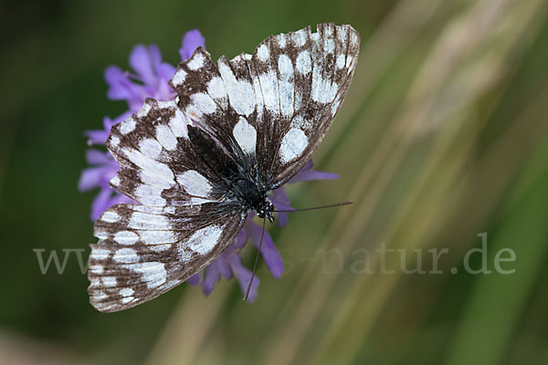 Schachbrett (Melanargia galathea)