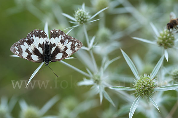 Schachbrett (Melanargia galathea)