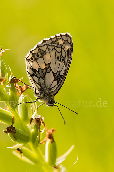 Schachbrett (Melanargia galathea)