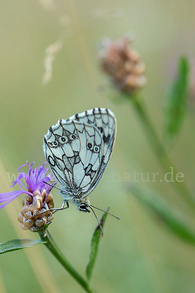 Schachbrett (Melanargia galathea)