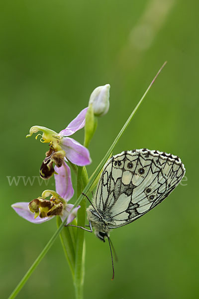 Schachbrett (Melanargia galathea)