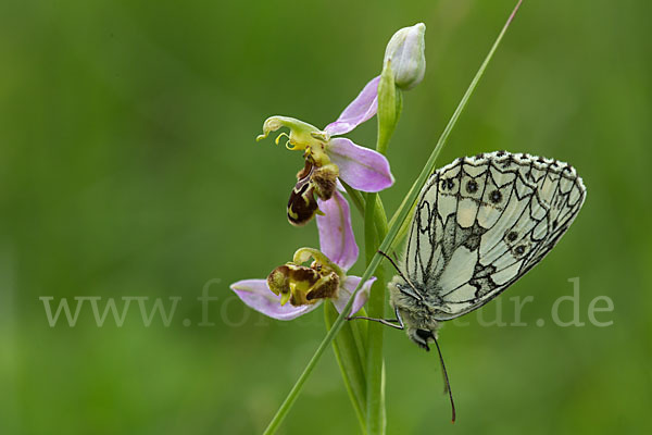 Schachbrett (Melanargia galathea)