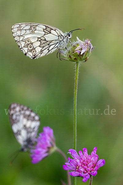 Schachbrett (Melanargia galathea)