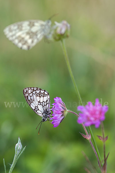 Schachbrett (Melanargia galathea)