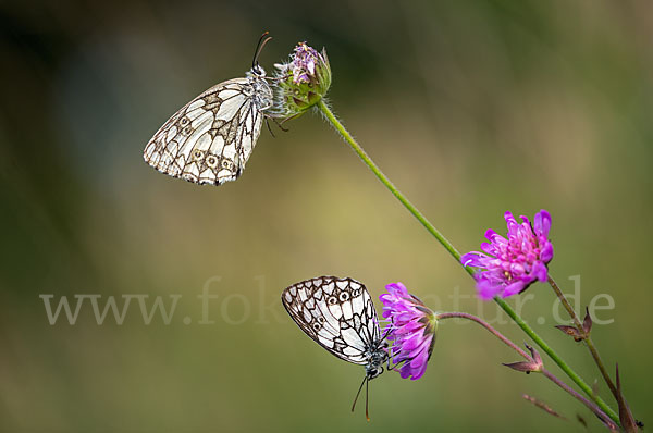 Schachbrett (Melanargia galathea)