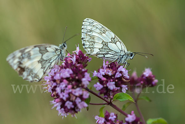 Schachbrett (Melanargia galathea)