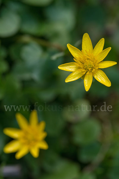 Scharbockskraut (Ranunculus ficaria)