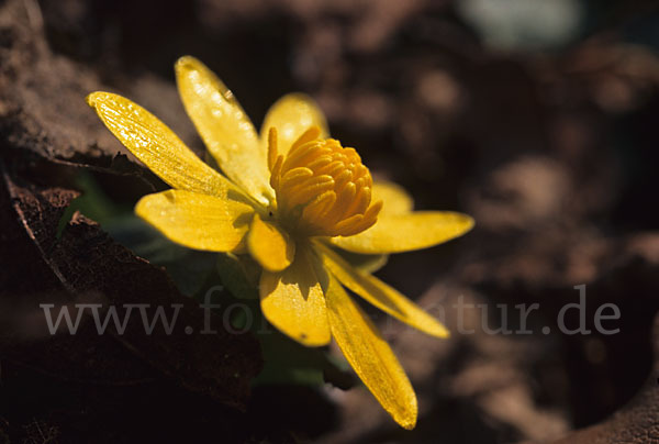 Scharbockskraut (Ranunculus ficaria)