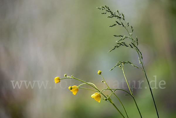 Scharfer Hahnenfuß (Ranunculus acris)