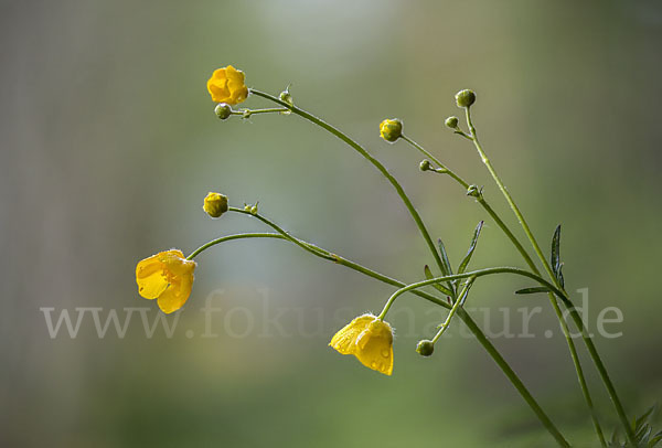 Scharfer Hahnenfuß (Ranunculus acris)