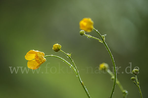 Scharfer Hahnenfuß (Ranunculus acris)