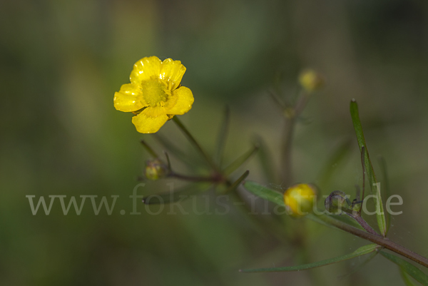 Scharfer Hahnenfuß (Ranunculus acris)