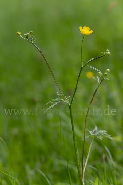 Scharfer Hahnenfuß (Ranunculus acris)