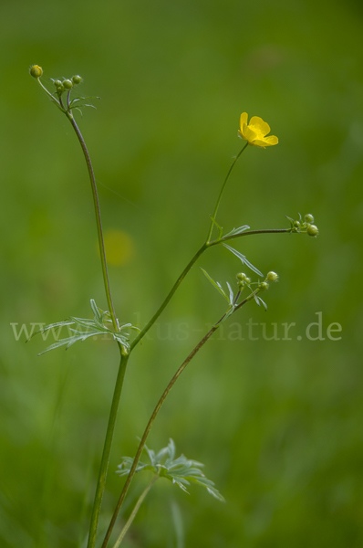 Scharfer Hahnenfuß (Ranunculus acris)