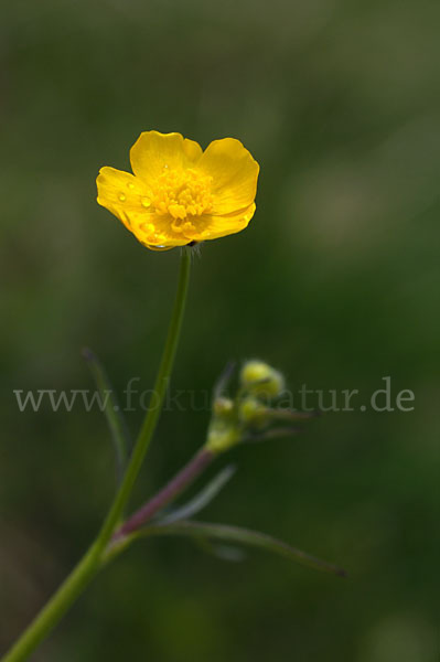 Scharfer Hahnenfuß (Ranunculus acris)