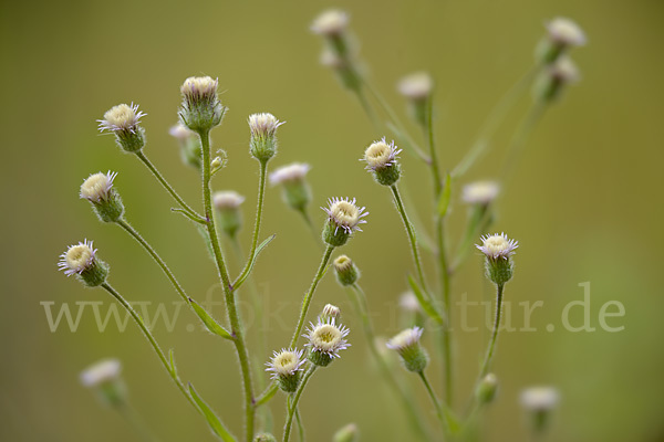 Scharfes Berufkraut (Erigeron acris)