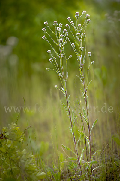 Scharfes Berufkraut (Erigeron acris)