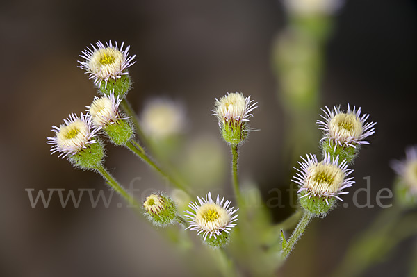 Scharfes Berufkraut (Erigeron acris)