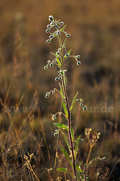 Scharfes Berufkraut (Erigeron acris)