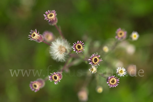 Scharfes Berufkraut (Erigeron acris)