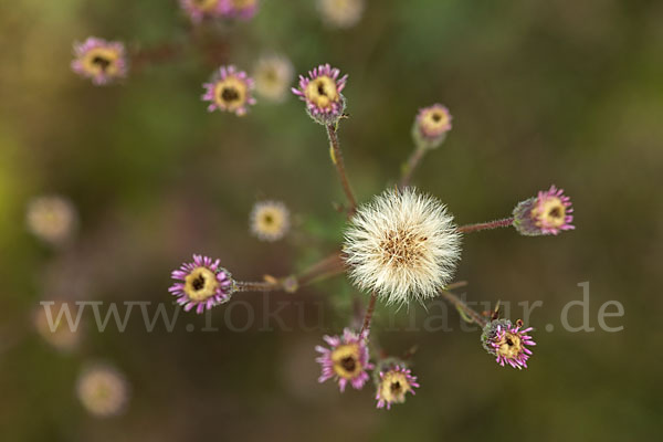 Scharfes Berufkraut (Erigeron acris)