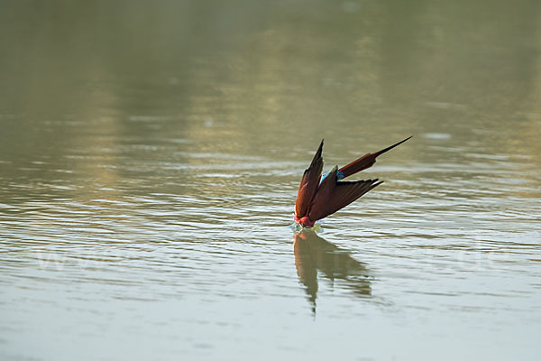 Scharlachspint (Merops nubicus)