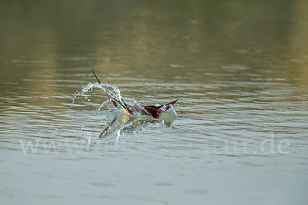 Scharlachspint (Merops nubicus)