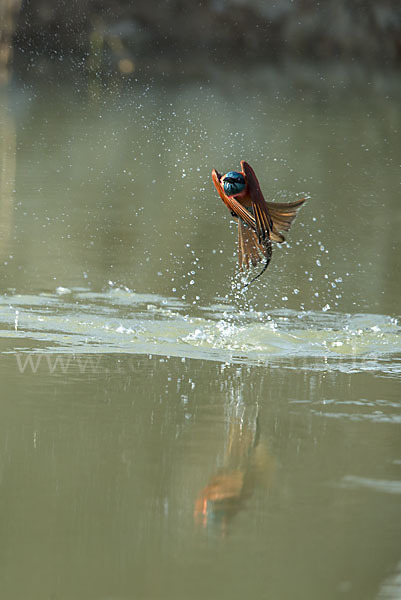 Scharlachspint (Merops nubicus)