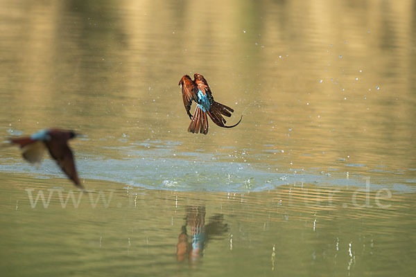 Scharlachspint (Merops nubicus)