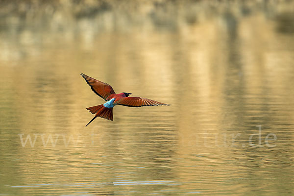 Scharlachspint (Merops nubicus)