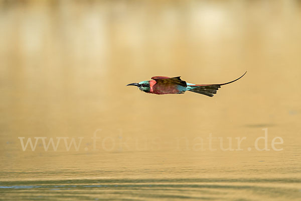 Scharlachspint (Merops nubicus)