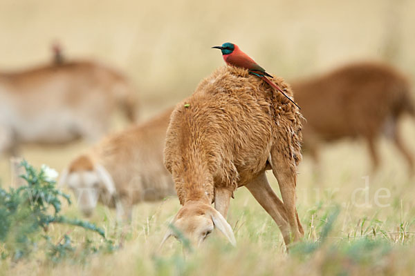 Scharlachspint (Merops nubicus)