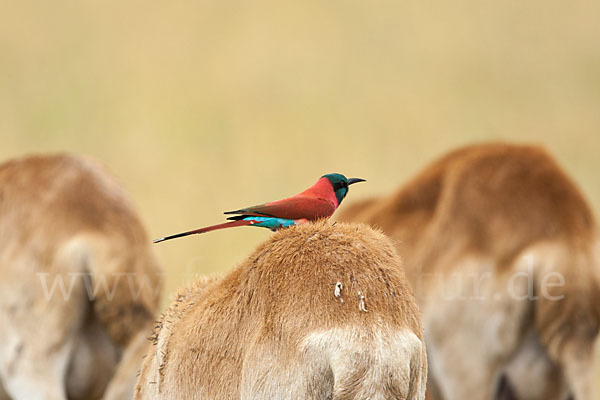 Scharlachspint (Merops nubicus)