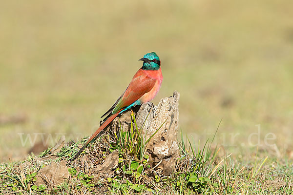 Scharlachspint (Merops nubicus)