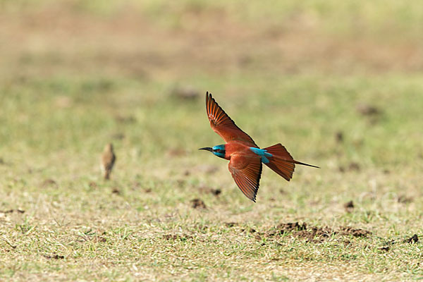 Scharlachspint (Merops nubicus)