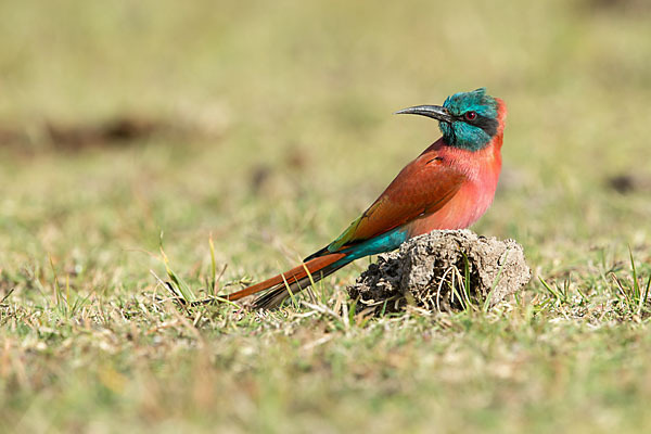 Scharlachspint (Merops nubicus)