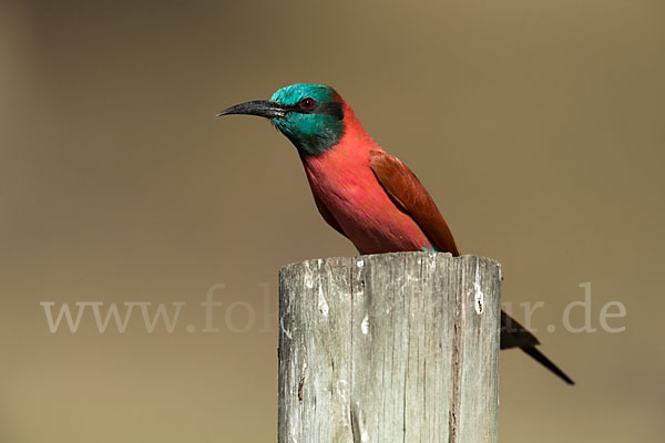 Scharlachspint (Merops nubicus)